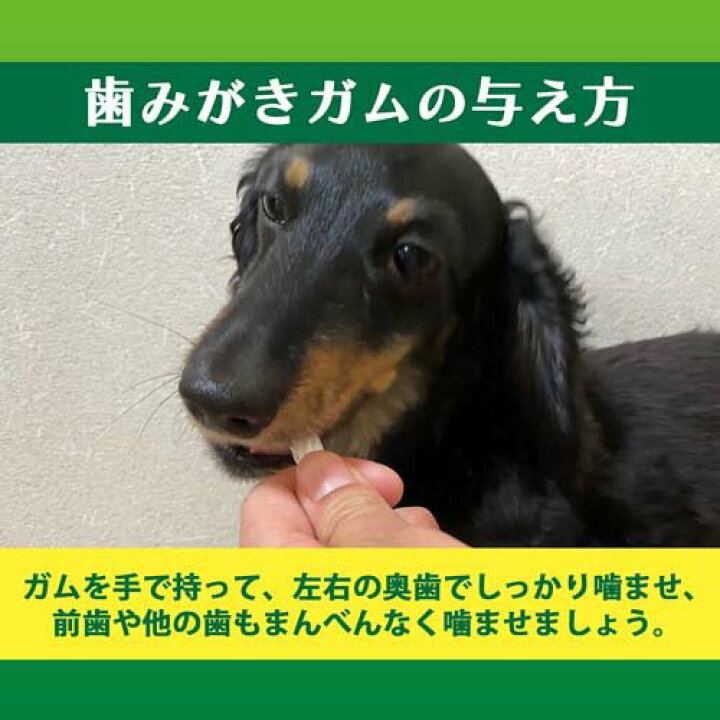 すぐったレディース福袋 6セット 超小型犬用 90g 低カロリー 〔まとめ すぐったレディース福袋 6セット 超小型犬用 90g 低カロリー 〔まとめ