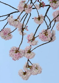 桜の宴50ショット 満桜有頂天【電子書籍】[ 栗崎 康平 ]
