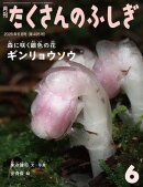 ギンリョウソウ（たくさんのふしぎ2026年6月号）