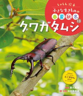 クワガタムシ１３　しゃしん絵本　小さな生きものの春夏秋冬 