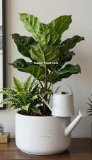 Indoor Plant Care