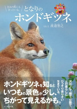 きみの町にもきっといる。となりのホンドギツネ 