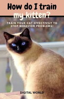 How do I train my kitten