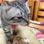 いなば 焼かつお 高齢猫用 10本入