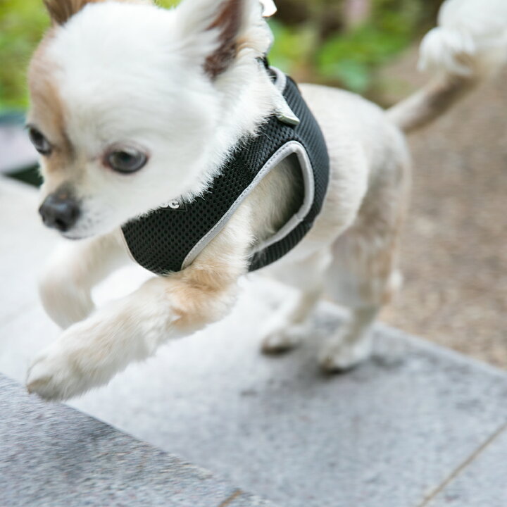 楽天市場 メール便送料無料 犬 ハーネス 胴輪 小型犬 抜けない 負担が少ない ソフト メッシュ素材 速乾素材 アウトドア おしゃれ かわいい チワワ トイプードル ミニチュアダックスに最適ラロック シンプルメッシュハーネス Ss S Mサイズ 犬猫用品と雑貨 ラロック 楽天市場 メール便送料無料 犬 ハーネス 胴輪 小型犬 抜けない 負担が少ない ソフト メッシュ素材 速乾素材 アウトドア おしゃれ かわいい チワワ トイプードル ミニチュアダックスに最適ラロック シンプルメッシュハーネス Ss S Mサイズ 犬猫用品と雑貨 ラロック