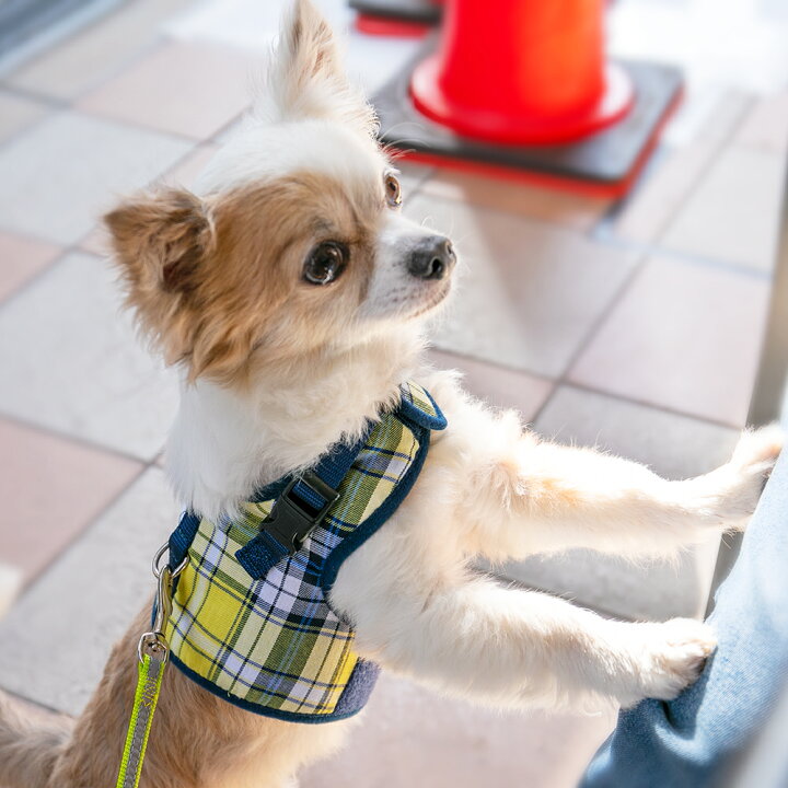 楽天市場 メール便送料無料 犬 ハーネス 胴輪 小型犬 抜けない 足を通さない 簡単装着 負担が少ない ソフト素材 ファッション おしゃれ かわいい チワワ トイプードル ミニチュアダックスに最適ラロック シンプルベストハーネス チェック 犬猫用品と雑貨 ラロック 楽天市場 メール便送料無料 犬 ハーネス 胴輪 小型犬 抜けない 足を通さない 簡単装着 負担が少ない ソフト素材 ファッション おしゃれ かわいい チワワ トイプードル ミニチュアダックスに最適ラロック シンプルベストハーネス チェック 犬猫用品と雑貨 ラロック