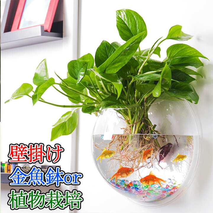 楽天市場 壁掛け 金魚鉢 壁掛け植物 栽培 花瓶 盆栽 水槽 鉢植え 植木鉢 プランター 送料無料 観葉植物 栽培 プランツ 壁に掛ける インテリア Ram180度
