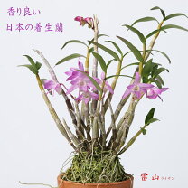 楽天市場】蘭 セッコク（鉢花｜花・観葉植物）：花・ガーデン・DIYの通販