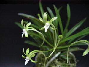 �x�M���@�t�E�����@�ԕ��@�Ő�