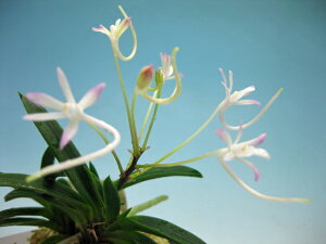 �x�M���@�t�E�����@�ԕ��@�D��