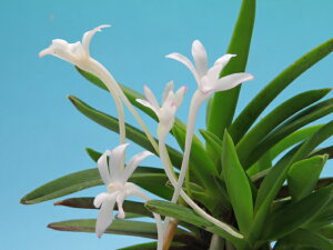 �x�M���@�t�E�����@�ԕ��@���R