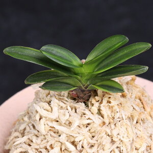 �x�M���@�J�^�@�y���������z