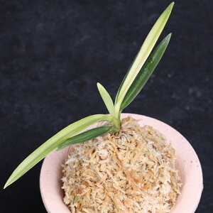 �x�M���@������@�y���������z