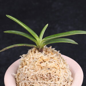 �x�M���@�����O�@�y���������z