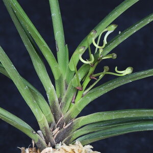 �x�M���@���[