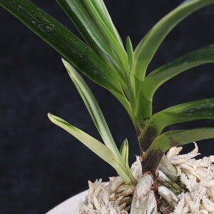 �x�M���@�����O