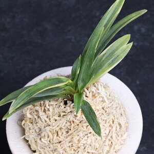 �x�M���@�c��