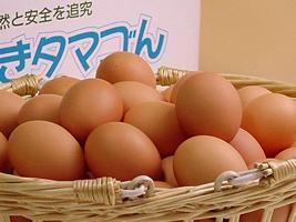 普段使い卵２０個入