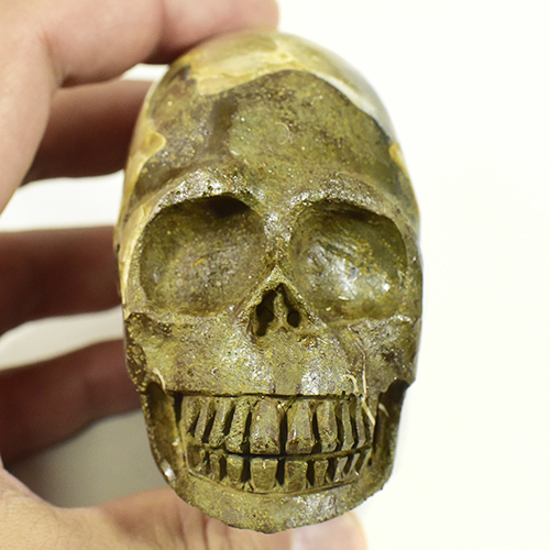 楽天市場】【一点物】アンモナイト化石 ヒューマンスカル（人間頭蓋骨 