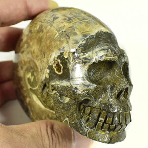 【一点物】アンモナイト化石 ヒューマンスカル（人間頭蓋骨） カービング（彫刻）377g 白亜紀 マダガスカル産【送料無料】¬