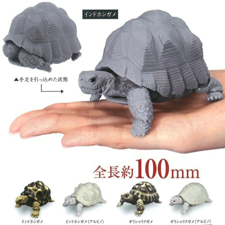 楽天市場 4体セット ガシャポン かめ 骨格構造を再現 バンダイ ガチャ グッズ キャラクター ガシャポン カプセルトイ コレクション ガチャガチャ カメ 亀 Bandai ギリシャリクガメ インドホシガメ コンプリート セット カプセルレス フィギュア だんごむし Pirates