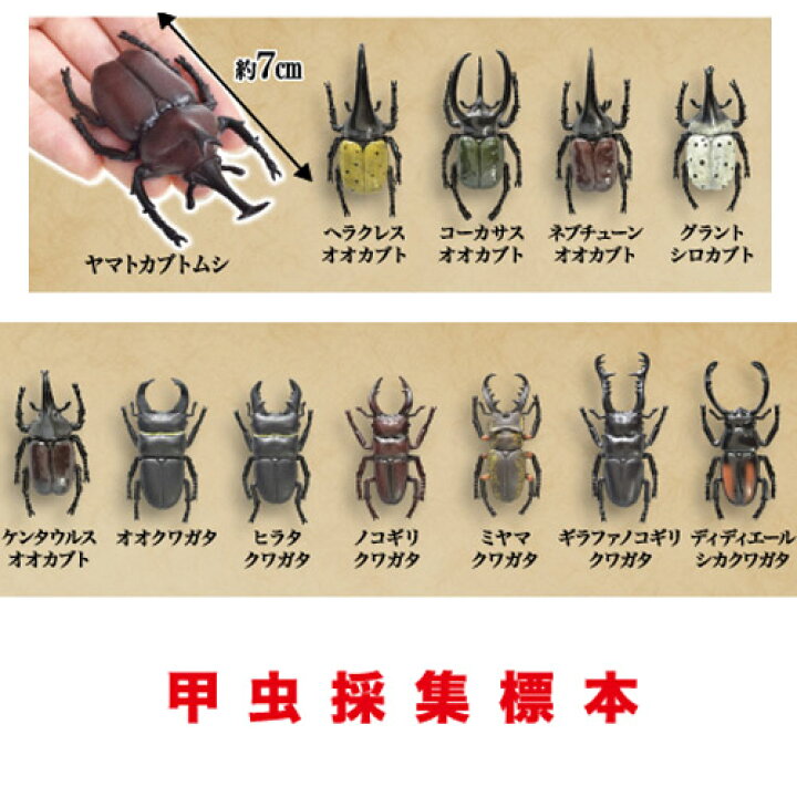 楽天市場 12体セット 籠入り 甲虫 フィギュア 採集 標本 昆虫 ヘラクレスオオカブト ミヤマクワガタ 虫 ムシ カブトムシ クワガタムシ クワガタ 模型 ヘラクレス カゴ カブト ムシキング コーカサス おもちゃ ディスプレイ ノコギリクワガタ セット 虫篭 Pirates