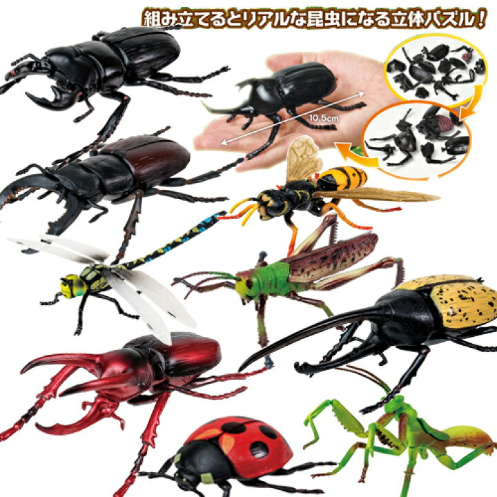 楽天市場 送料無料 10体セット 超リアル ビッグ 昆虫 4d パズル フィギュア 甲虫 ヒラタクワガタ 虫 ムシ カブトムシ クワガタムシ クワガタ 模型 子ども 夏 カブト ムシキング おもちゃ ディスプレイ 大きい ヘラクレスオオカブト アトラスオオカブト Pirates Shop