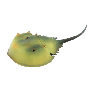 88905 Collecta RN^ AJJugKj  _Ci\[ tBMA ߋ Mtg v[g a RNV