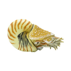 88907 Collecta RN^ IEKC  _Ci\[ tBMA ߋ Mtg v[g a RNV