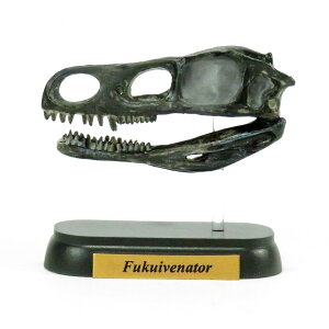 tFobg  ~jf XJ V[Y tNCxi[g FDW-512 tBMA favorite _Ci\[  ߋ a v[g Mtg RNV