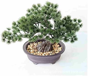 ze̒ e[ufR[V ͂Ȃ A̎  G} ϗtA CeAO[ ~j  lH  ~