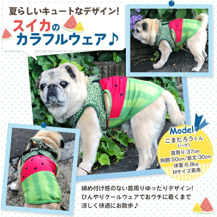 楽天市場 ペット スイカ柄 クールウェア ひんやり 快適 服 スイカ 夏 犬 猫 お散歩 熱中症対策 ペット用品 M L Xl サイズ ペット スイカ服 雑貨ペットいい物いっぱいraramart