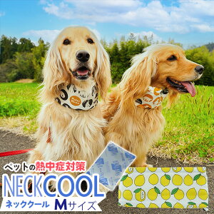 yxΏہz M  Ђ lbN N[ ^I o_i ybgpi ^ ^ U MǑ΍ ObY {ۗܕt  Rbg hz    L 킢