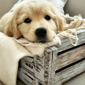 ReofreyDIY_ChA[gyCeBOLbglpp_ChA[gthEhCXg[NXXeb`hJLoXNtgp(40x40cm/16x16C`)