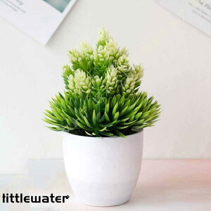 lHϗtA ~jAA lHAу[J cQ [Y}[ A tFCNA ȊϗtA ̗ 㑕 Z^[s[X