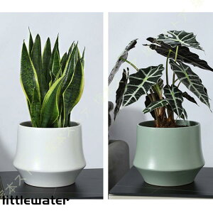 A A Z~bN ꌊt  | K[f v[g k K[fjOpi oRj[ Vv K[f|bg 蕨 Aؔ