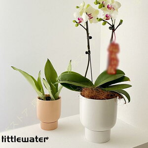 픫 A 퐻 gCt H14cm H18.5cm |pi K[f v[g k zCg K[fjOpi oRj[ t K[f|bg 蕨