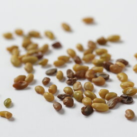 スプラウト アルファルファの種 100g・300g・900g・1kg 無消毒 非遺伝子組み換え シード スーパーフード サラダ タネ たね 種子