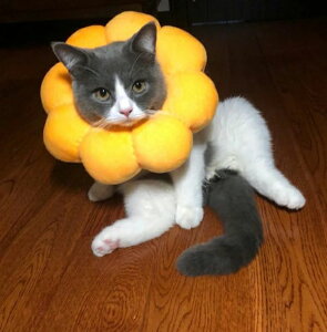 GUxXJ[ Ђ܂^  \ Lp p rߖh~ wXPA pEFA \tg _炩 y ʋC lR