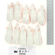 【全国送料無料】冷凍フレッシュマウス ホッパー 14~16g 10匹