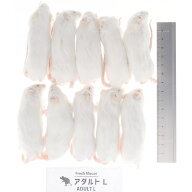【全国送料無料】冷凍フレッシュマウス アダルトマウスL 30~40g 10匹