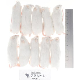【全国送料無料】冷凍フレッシュマウス アダルトマウスL 30~40g 10匹