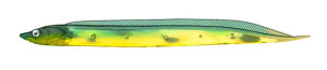 Fish Arrow(�t�B�b�V���A���[) ���[�� �t���b�V��-J �V���X 3�C���` SW #149 �O���[��/�S�[���h.