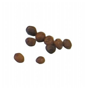 苗 ホウセンカの人気商品 通販 価格比較 価格 Com