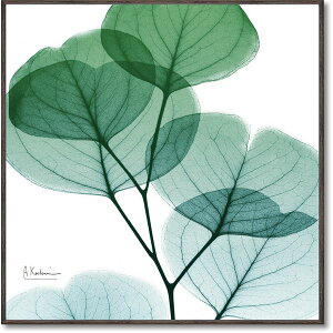 [p[ X-RAYLoXA[g u[JCgv(XNGASTCY)yz (s)