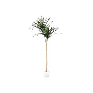 観葉植物 コンシンネの人気商品 通販 価格比較 価格 Com