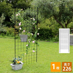 ACAtFX 226 uOtv 1 IF-GR024-1P tFX ACA K[ftFX K[fjO g  d؂ ډB  NVJ AeB[N iq(s)y|Cg10{zy