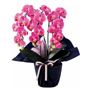 �~�j�Ӓ����O�{���� �A�[�e�B�t�B�V�����t�����[ �_�[�N���x���_�[ SC�G�}���H minipo-dl �M�t�g �v���[���g(����s��)�y���������z