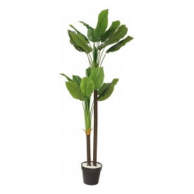 楽天市場 鉢 背の高い 花 観葉植物 花 ガーデン Diy の通販