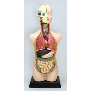008735 人体解剖模型(トルソー型)50cm(代引き不可) | リコメン堂ファッション館